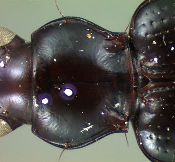 Media type: image;   Entomology 22491 Aspect: pronotum dorsal